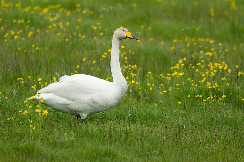 Adult whooper swan