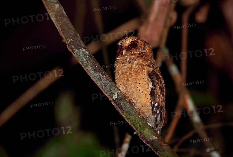 Reddish Owl