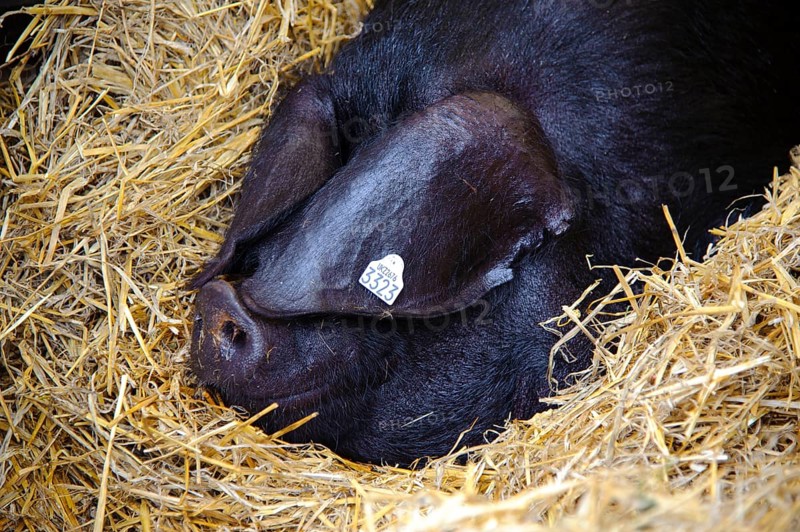 Domestic pig