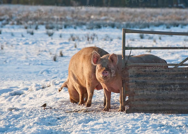 Pig farm