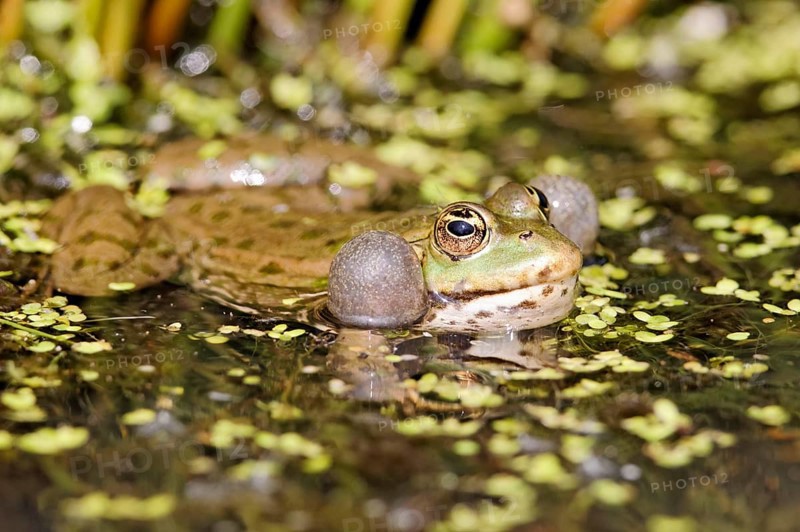 Marsh frog