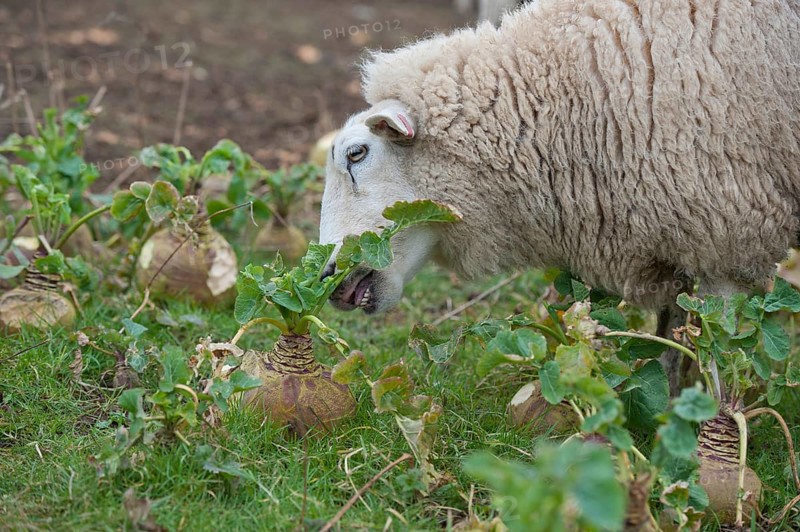 Domestic sheep
