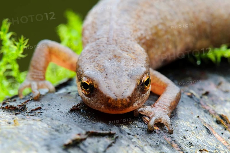 Newt