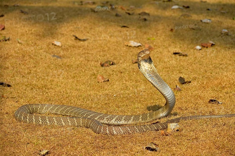 King Cobra