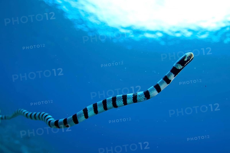 Adder flat-tail