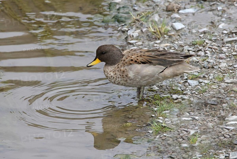 South American Teal Teal Teal Teal