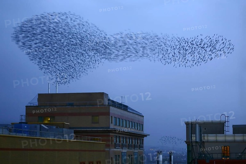 Common common starling