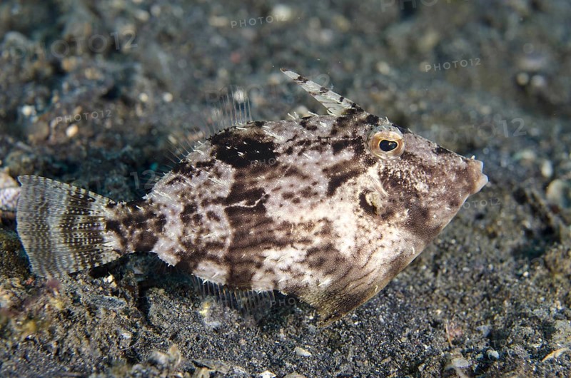 Shortnose filefish