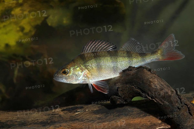 Perch