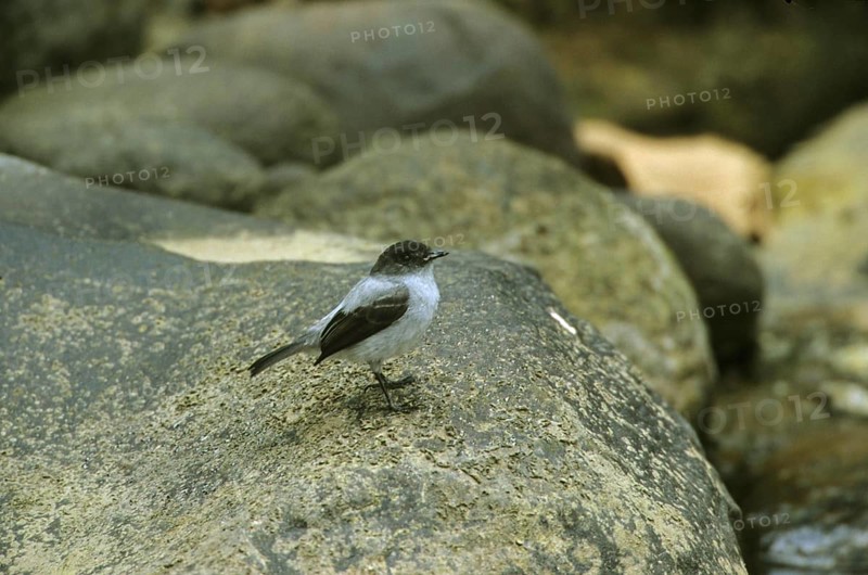 Flycatcher