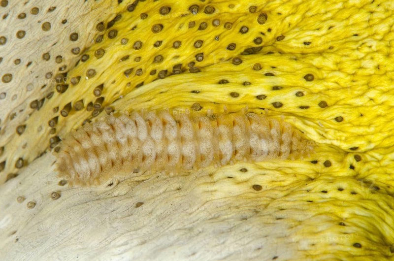 Scale worm