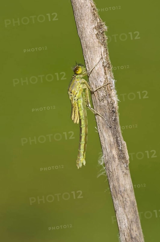 Red-eyed damselfly