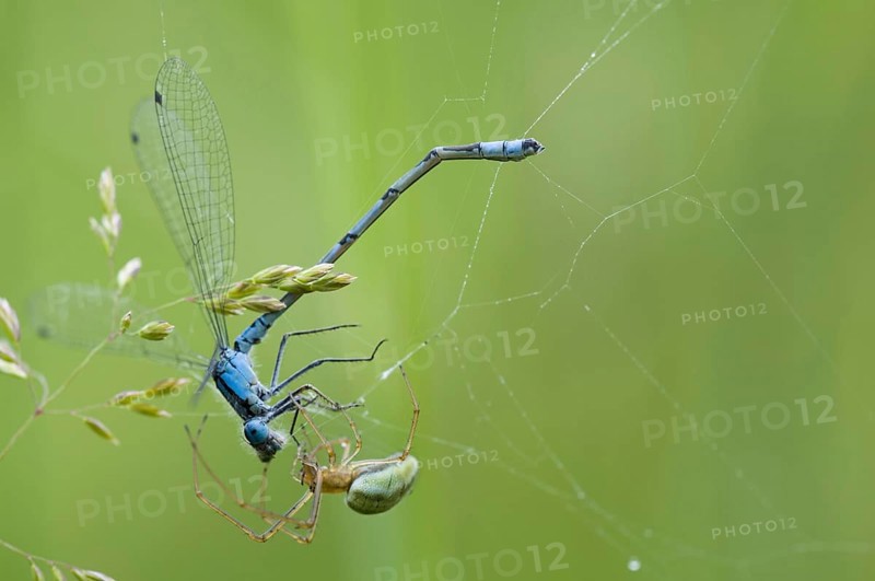 Common common stretch-spider