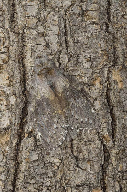 Lobster Moth
