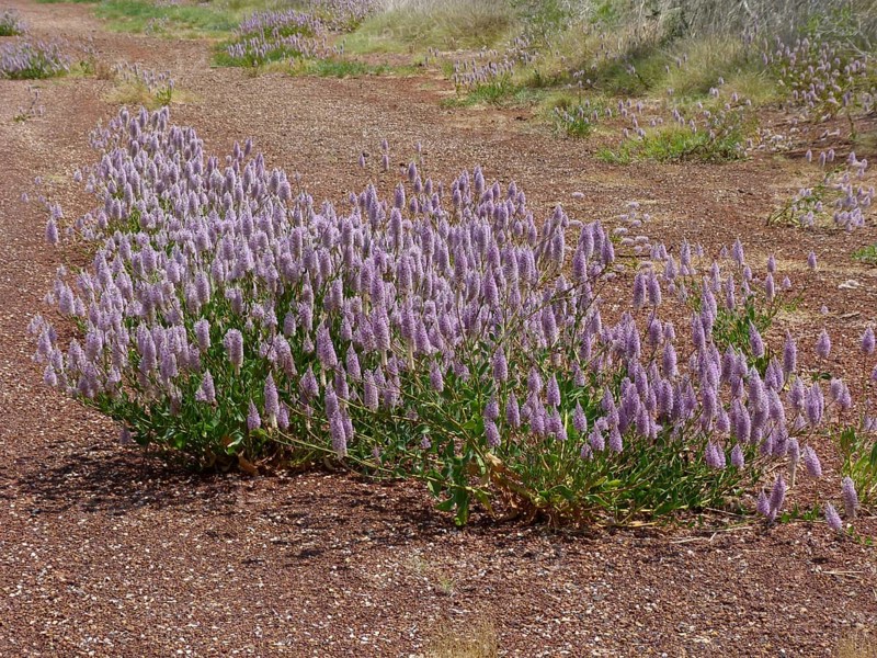 Australian featherbush