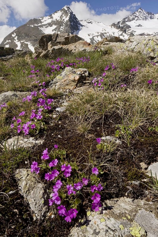 Hairy Primrose