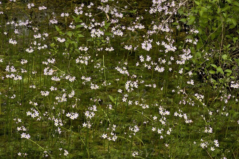 Water Violet