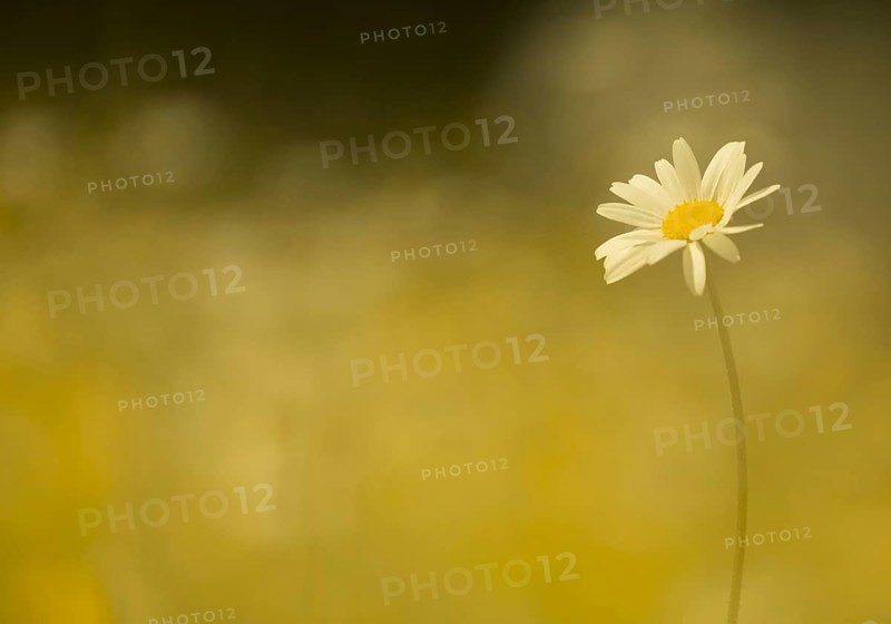 Ox-eye Daisy