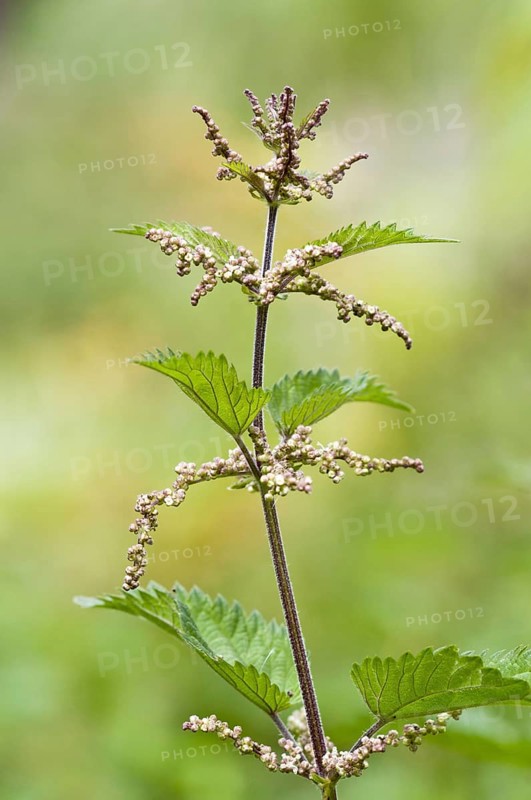 Stinging nettle