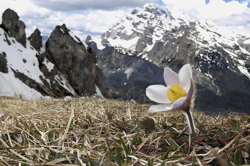Anemone vernalis