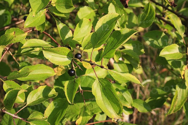 Common Buckthorn