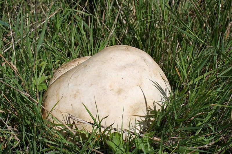Giant giant puffball