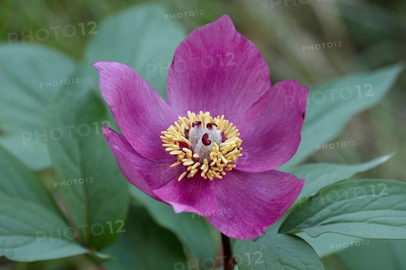 Paeonia corralina