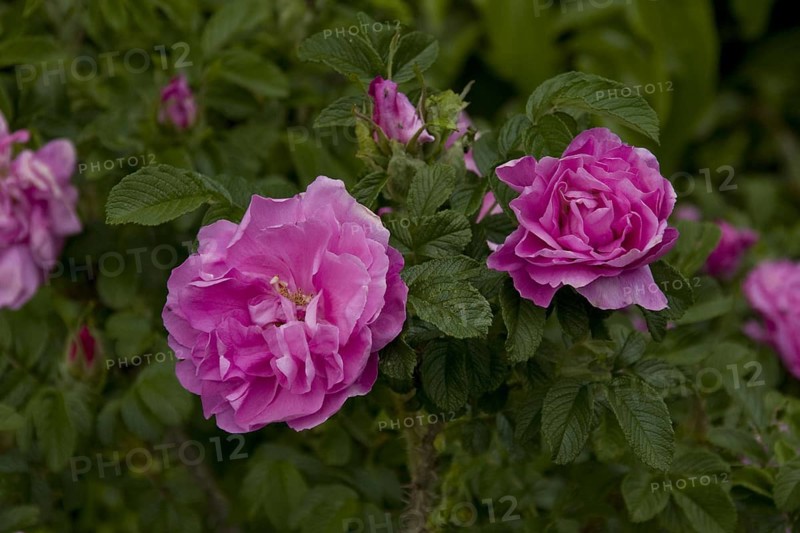 Japanese Rose