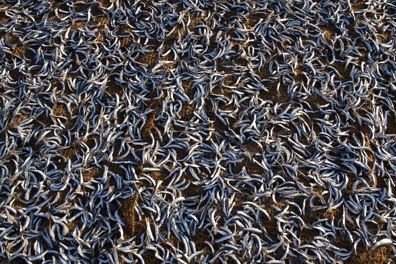 Small fish drying in the sun on Negombo beach
