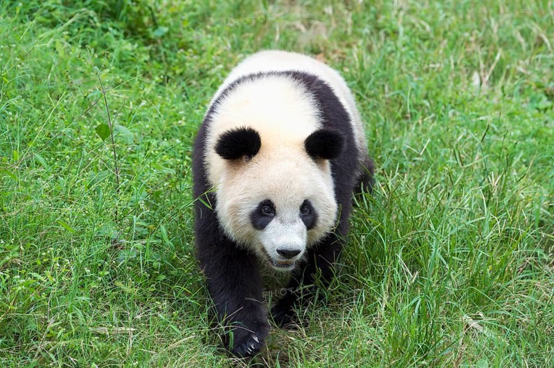 Giant Panda