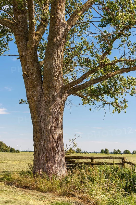 x canescens GREY POPLAR