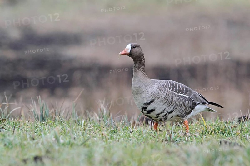 White-fronted Goose