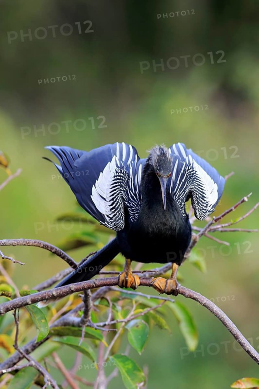 Anhinga