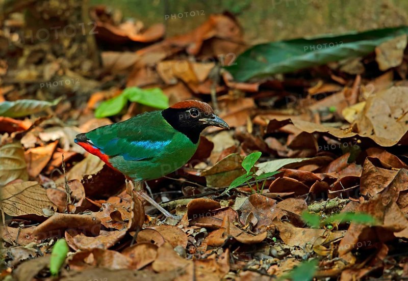 Hooded Pitta