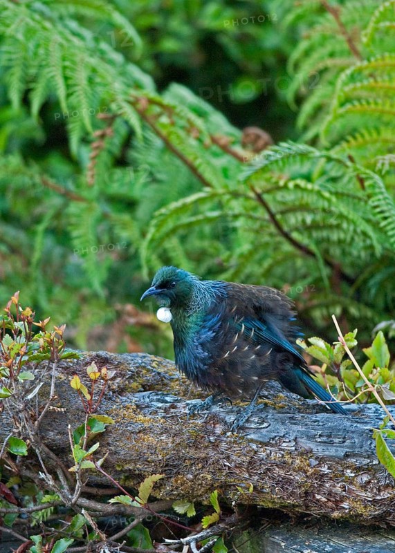 Tui