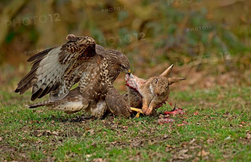 Common Buzzard