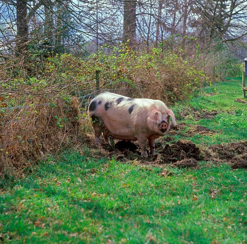 Domestic Pig