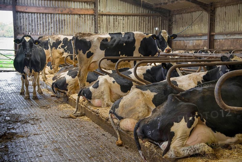 Domestic Cattle
