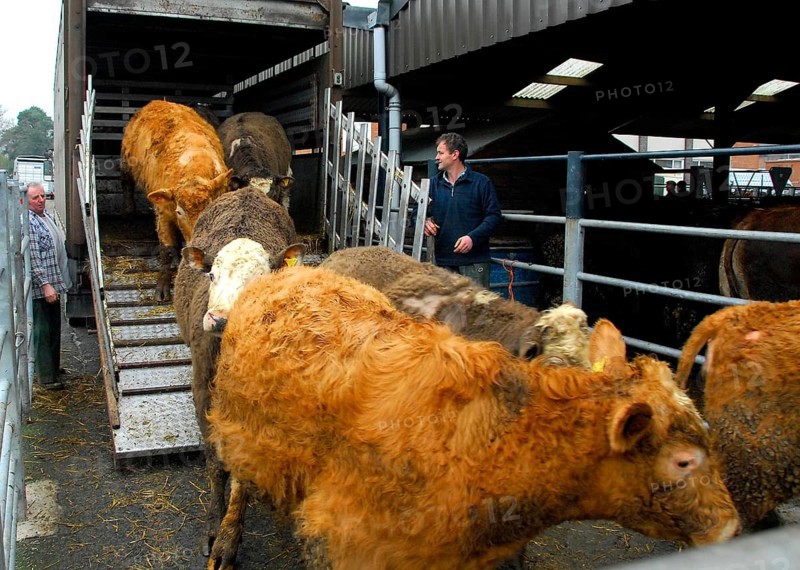 Cattle market