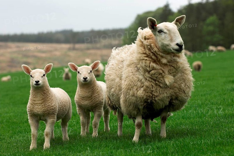 Domestic Sheep