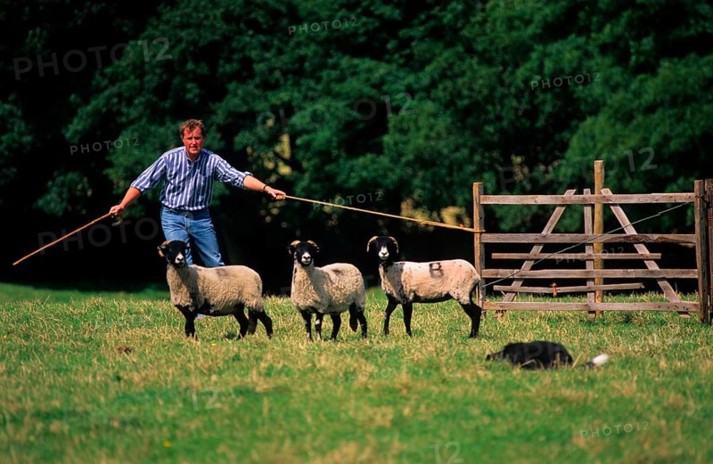 Sheep farming