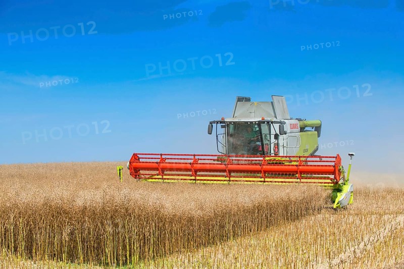 Oilseed Rape