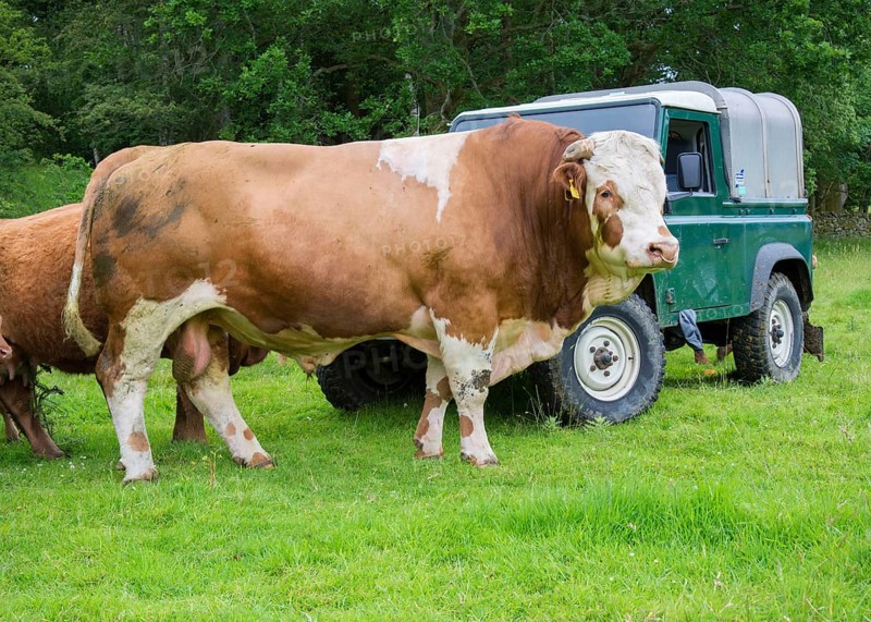 Domestic Cattle