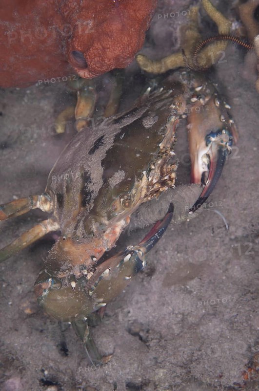 Saw-clawed spoon crab