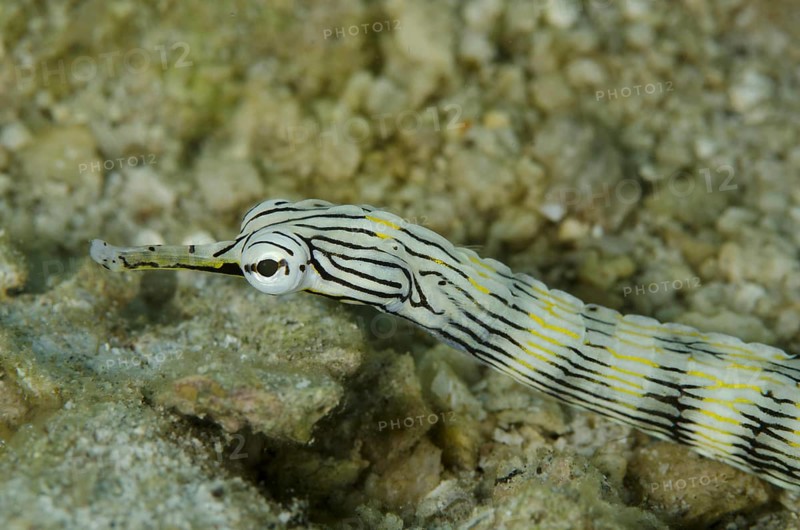 Network Pipefish