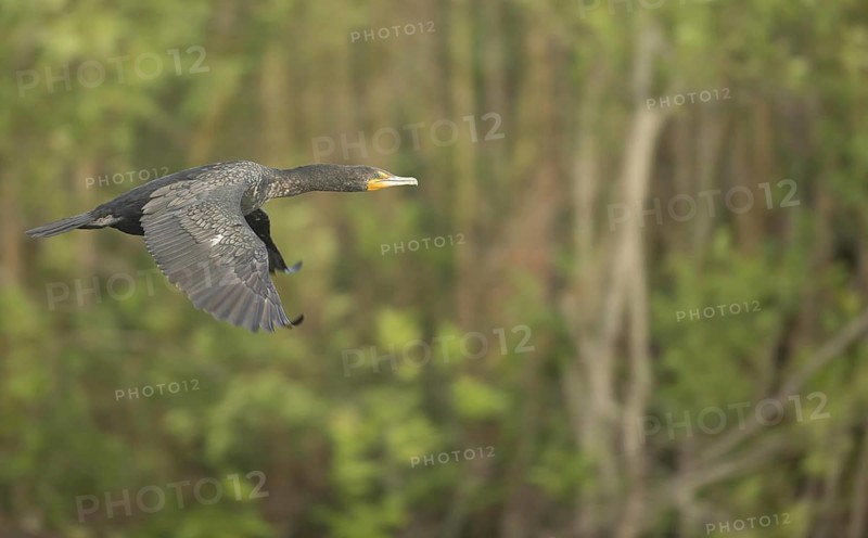 Double-crested cormorant
