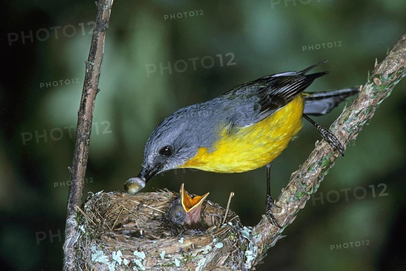 Eastern yellow robin