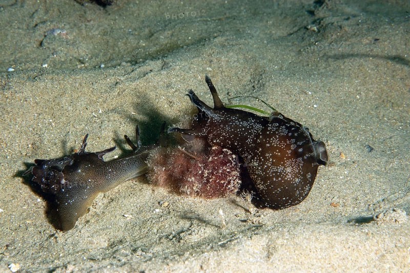 Spotted sea-hare