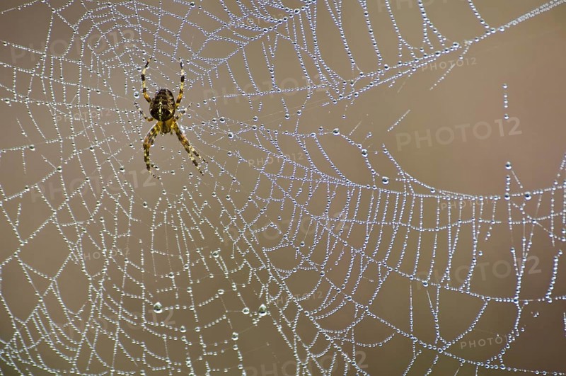 Garden cross spider