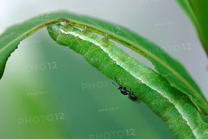 Parasitic Chalcid Wasp